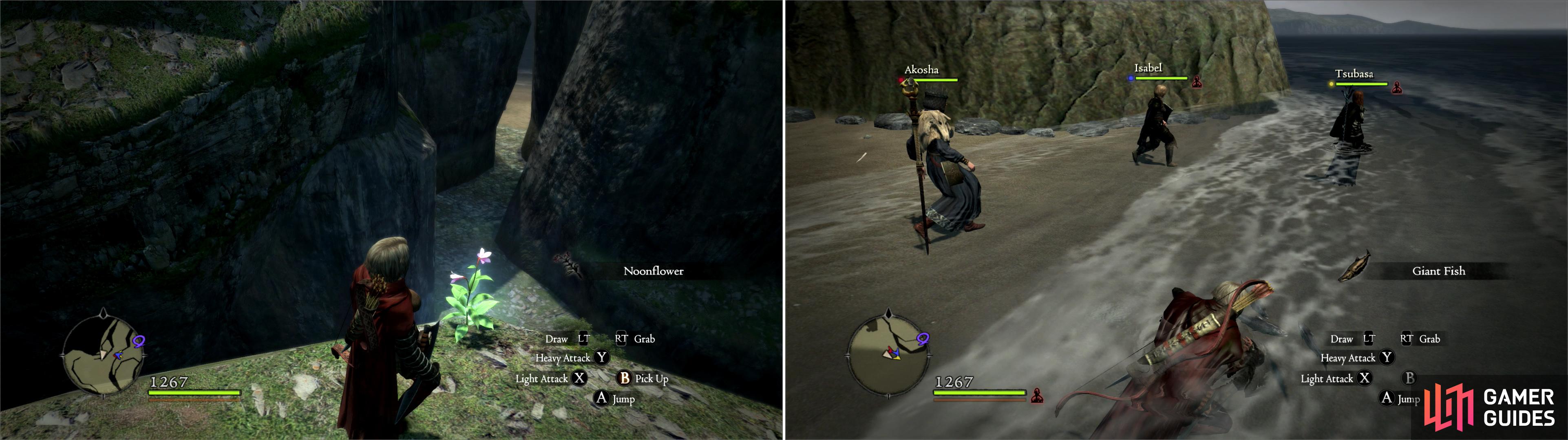With some careful jumping you can obtain the very rare Noonflower (left). The fishing spots along Bloodwater Beach can yield Giant Fish (right).