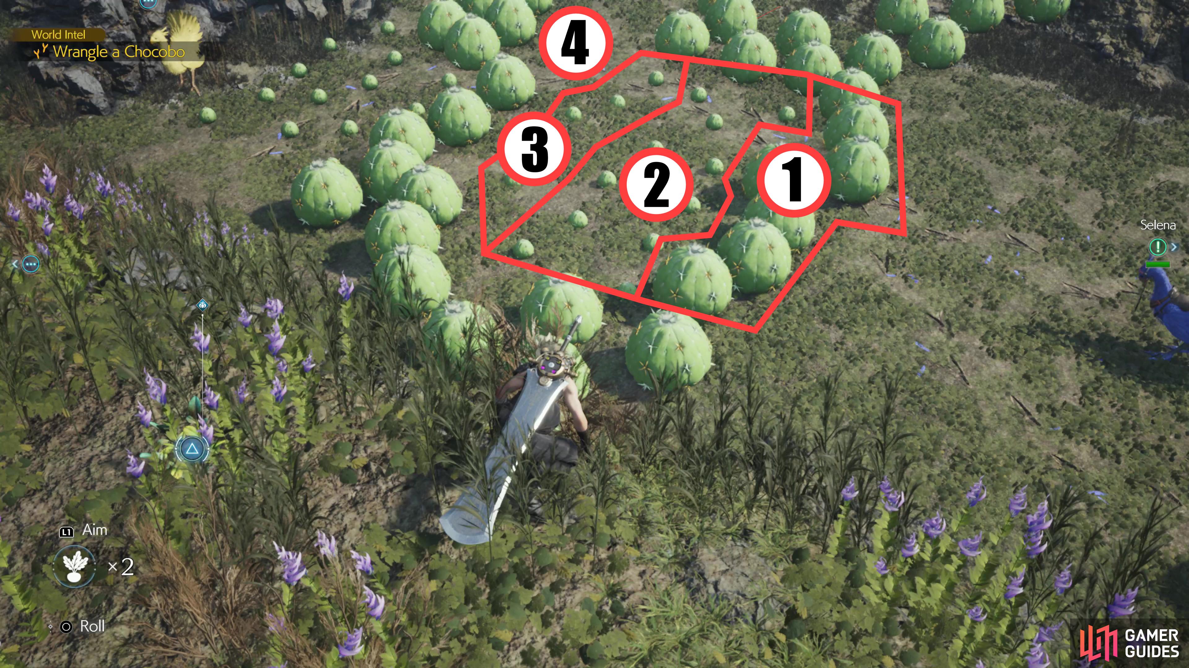 A map of the third cacti puzzle. The cacti in groups #1, #2, and #3 all inflate and deflate together, with #1 deflating first, then #2, and so on. #4 is the barren patch where you need to lure Selena.