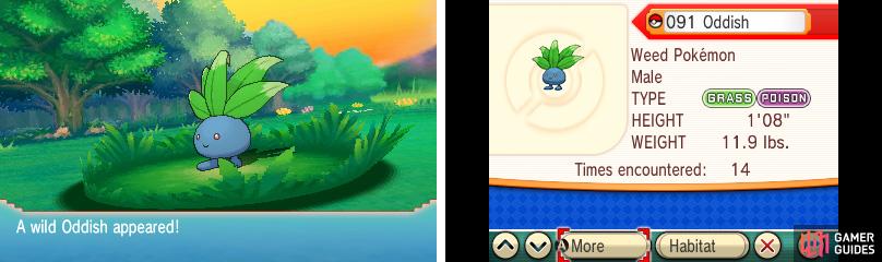 Funnily, you’re better off with an Oddish with its normal ability (Chlorophyll).
