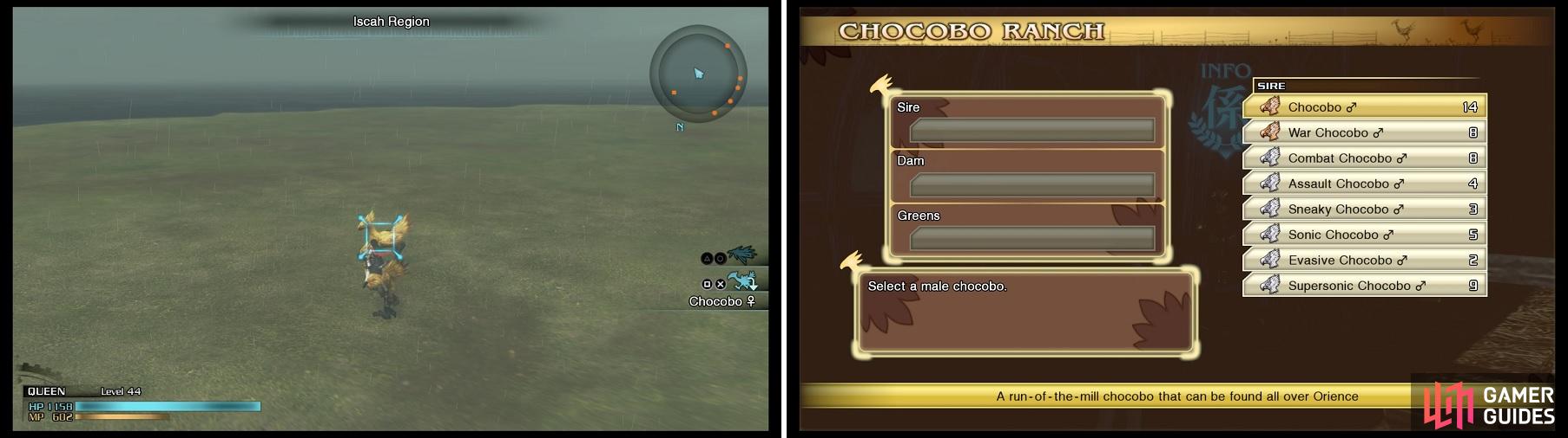 Near the beginning of the game, one of the only sources for acquiring Chocobos will be wild ones on the overworld (left). Once you progress enough, you will be able to breed them (right) at Akademeia.