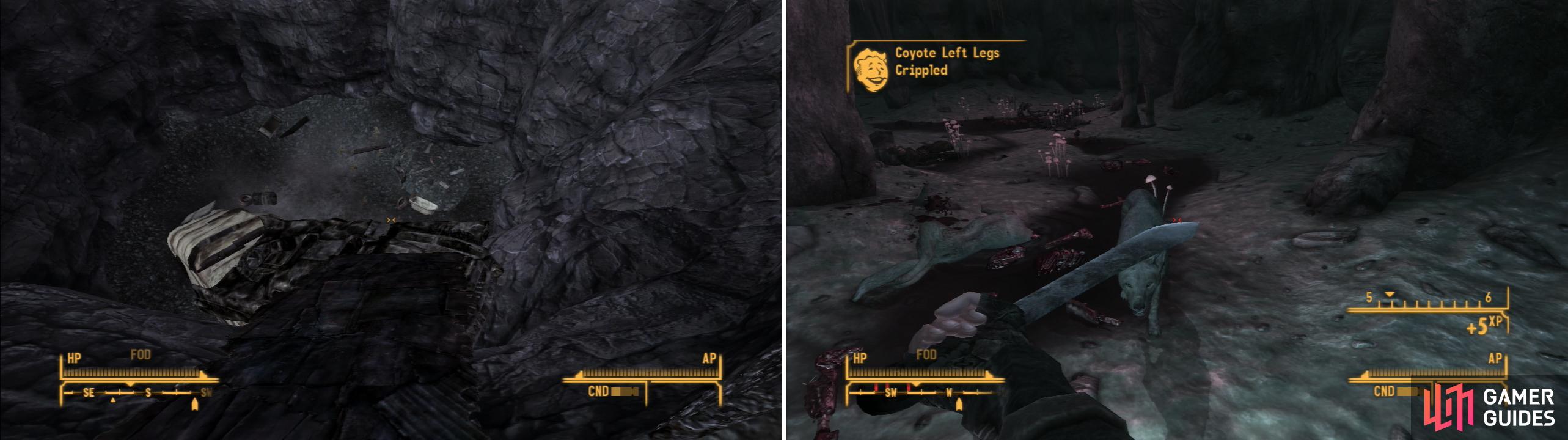 Descend into the Devil’s Gullet by using a precarious ramp made of ruined vehicles and scrap (left). In the Goodpsrings Cave you’ll find a pack of Coyotes guarding some corpses (right).