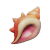 "Floral Seashell" icon