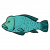 "Napoleon Fish" icon