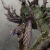 "Treant" icon