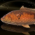 "Amber Lucian Carp" icon